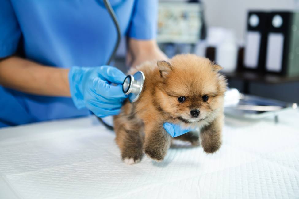 A vet looking after a Pomeranian puppy