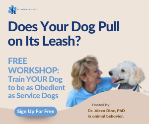 K9 Online dog training course with free workshop for your dog