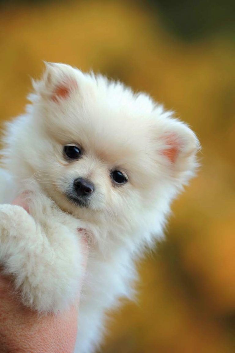 My friends white Pomeranian dog when she was a puppy, just as cute