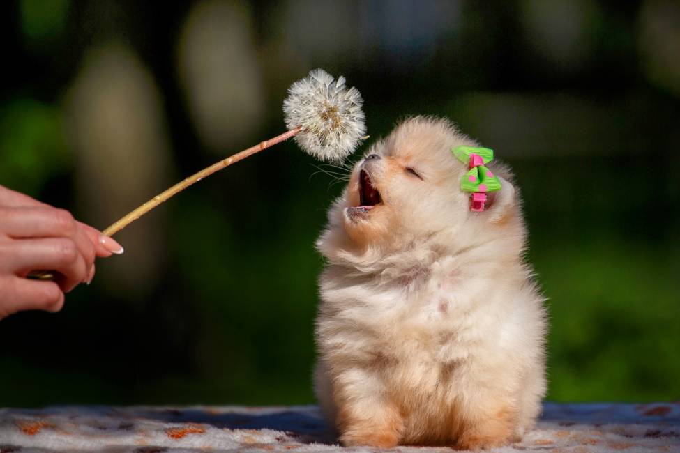 Pomeranian puppy having fun