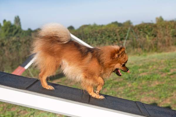 Sash my Pomeranian dog in full training