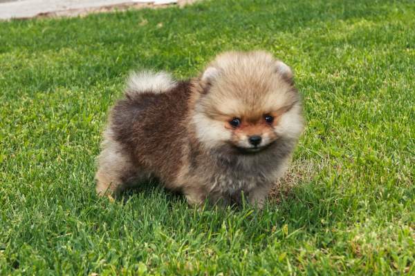 Sash my Pomeranian dog when she was a puppy, so cute