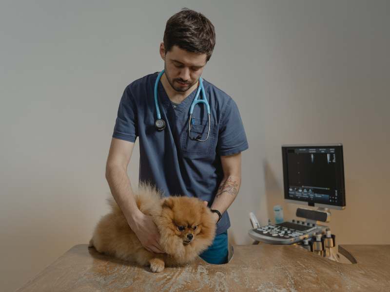 A Pomeranian getting a check up due to heart murmurs