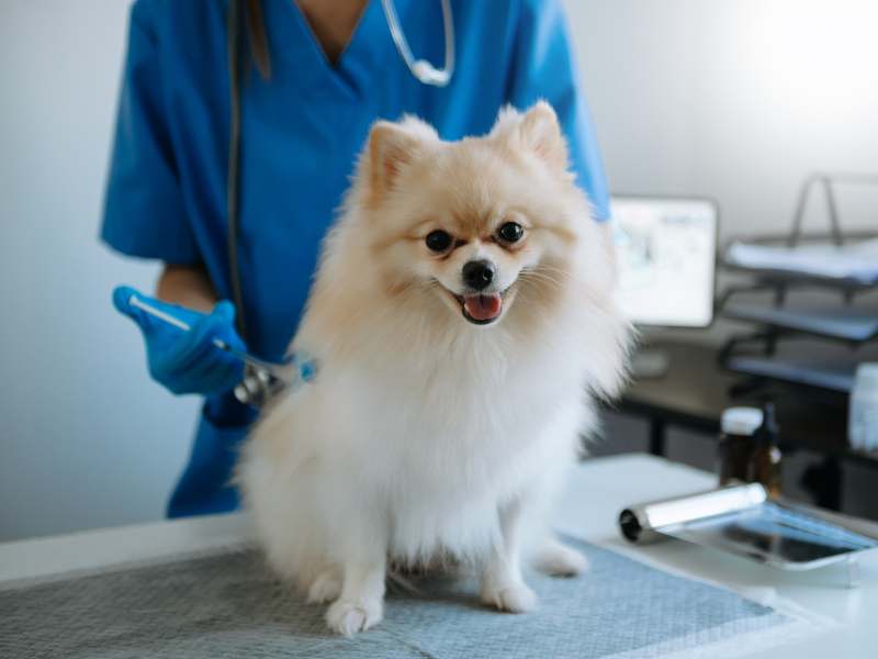 A Pomeranian getting an injection with medication to alleviate symptoms