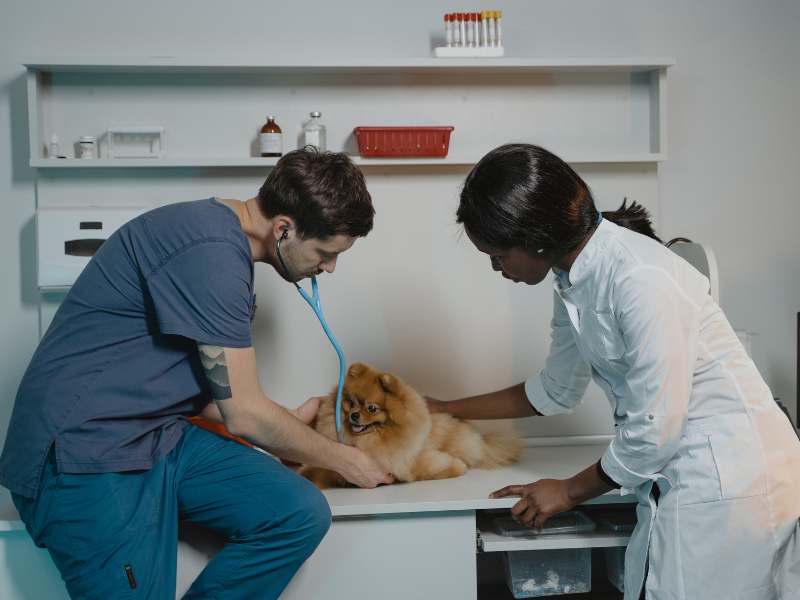 A Pomeranian getting checked by the vet, potentially suffering from Patellar Luxation