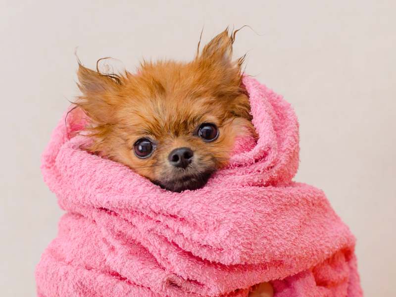 A Pomeranian shivering with cold due to low blood sugar levels