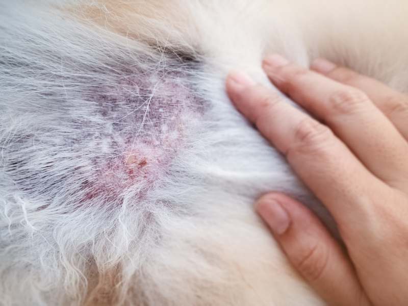 A Pomeranian with a bad skin condition due to allergies