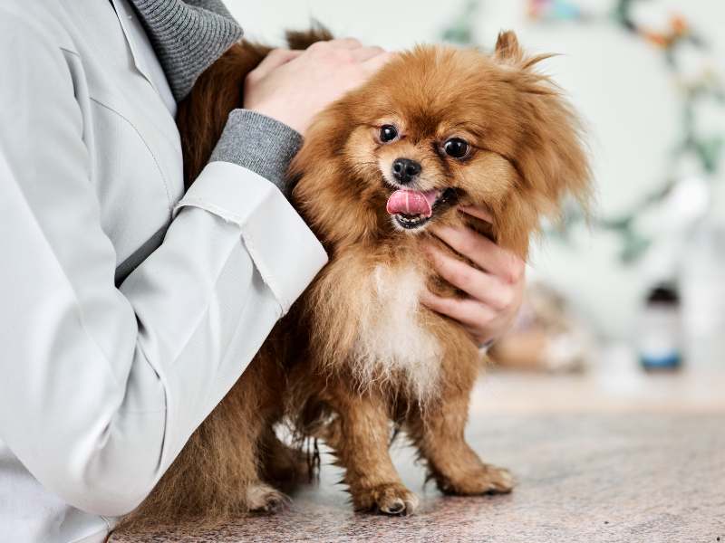 A Pomeranian with cold intolerance suffering for poor health