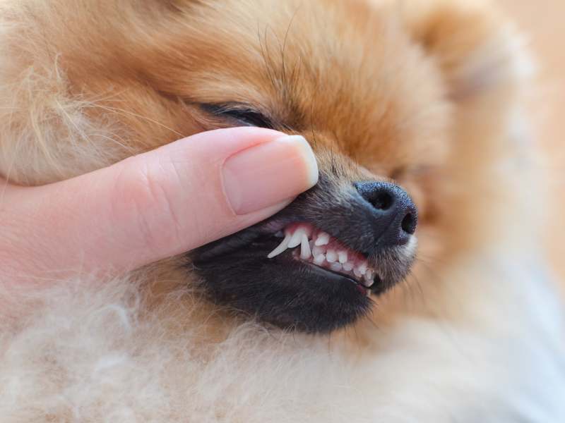 Checking my Pomeranians teeth for dental issues