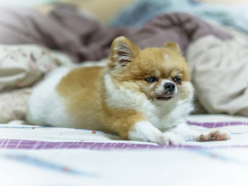 Fat Pomeranian puppy on the bed