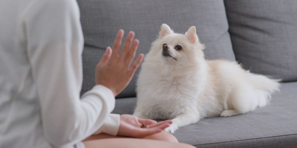 Training my Pomerainan to sit after watching an online dog training video