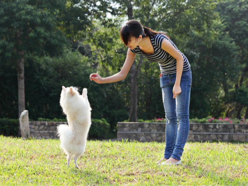 Training my Pomerainan with rewards after watching an online dog training video