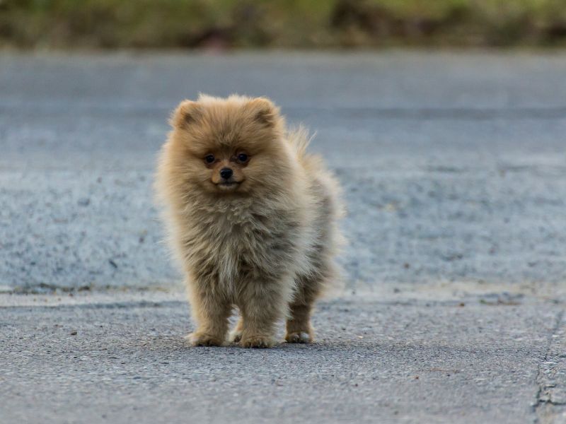Cute Pomeranian puppy on the path in training