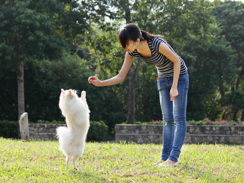Me training Sash my Pomeranian from online dog training courses