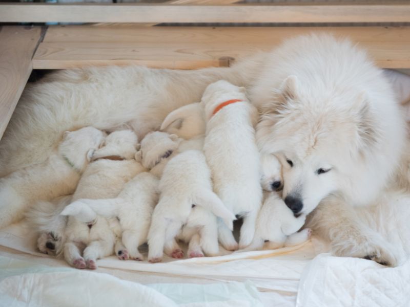 Mother feeding her puppies