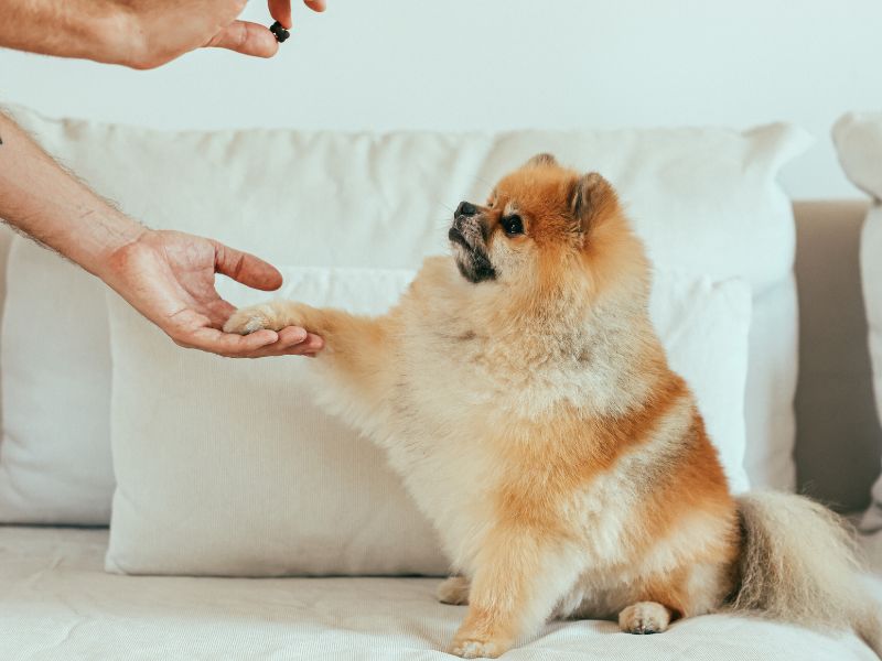 Pomeranian getting a dog treat while training