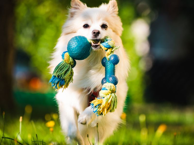 Pomeranian with a dog training gadget in his mouth