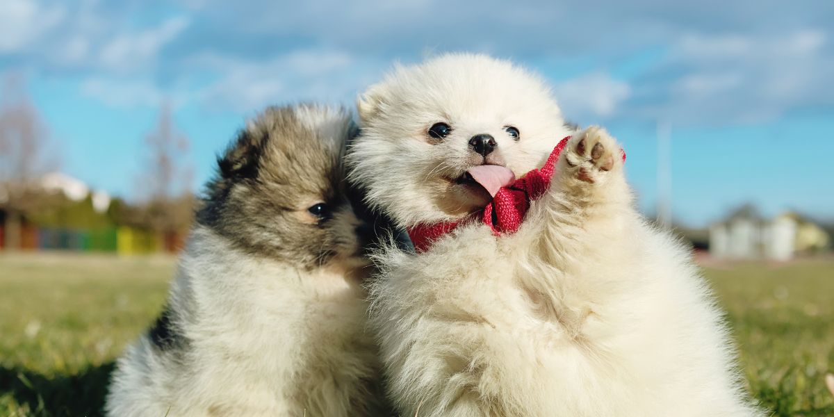 Two cute Pomeranian puppies