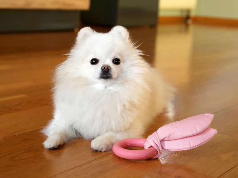 Anticipate Potential Issues with your Pomeranian
