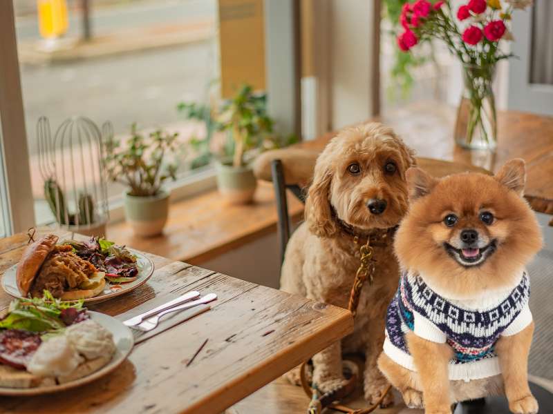 Cavapoos and Pomeranians sitting beside table