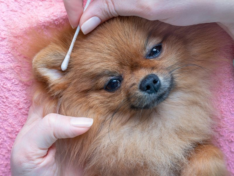 Cleaning an ear infection on a Pomeranian