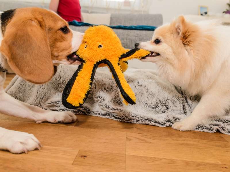 Dachshunds and Pomeranians fighting for toy