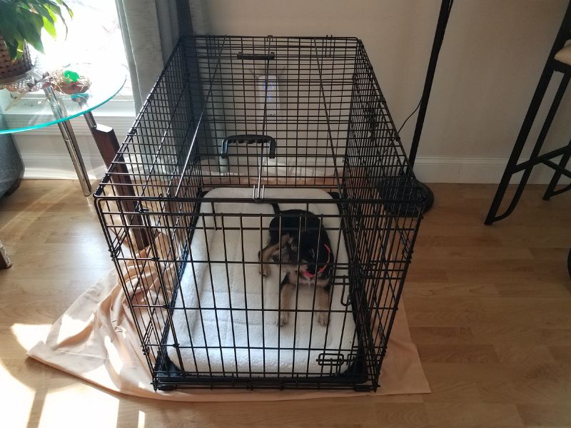 Dog whining to get out of his dog crate