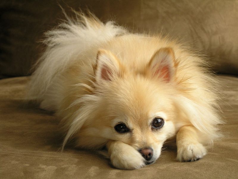 Downsides to owning a Pomeranian - separation anxiety