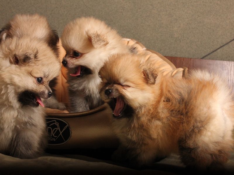 Four Pomeranian puppies playing