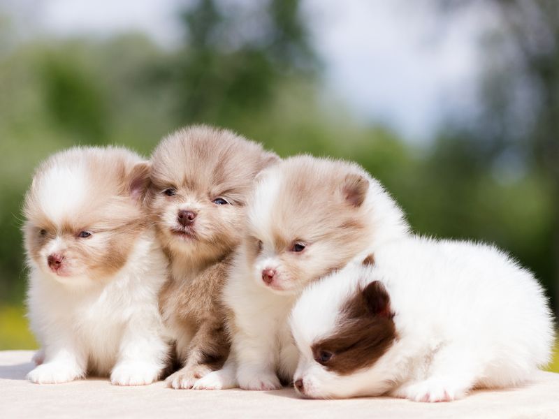 Four cute Pomeranian puppies together