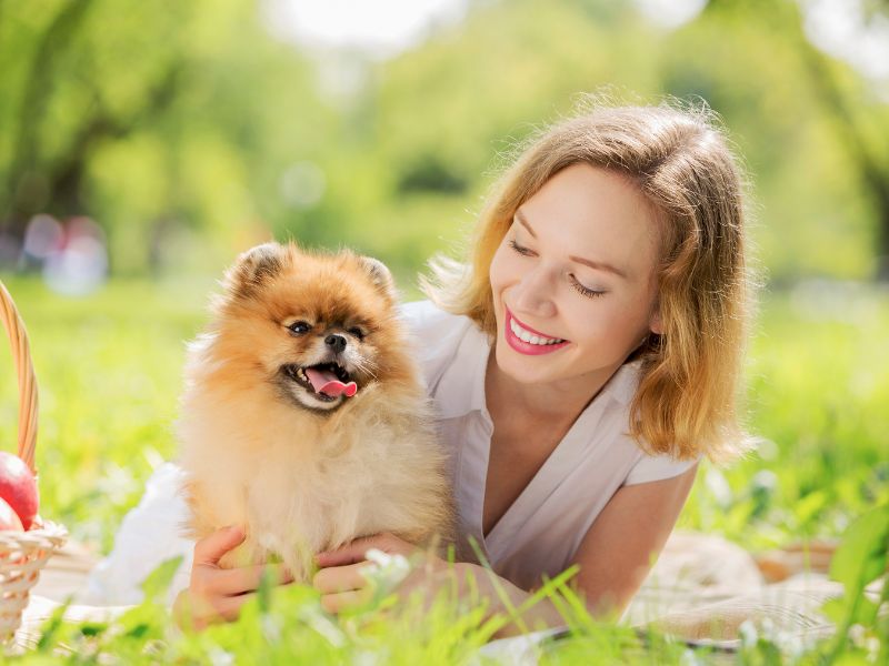 Healthy Pomeranian in the park with its owner