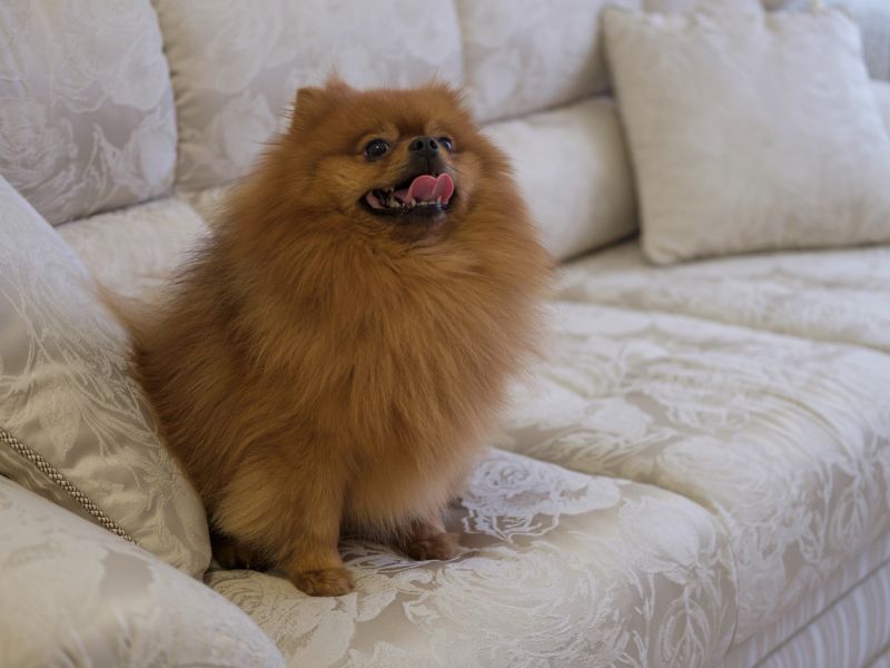 Keep your Pomeranian off the sofa