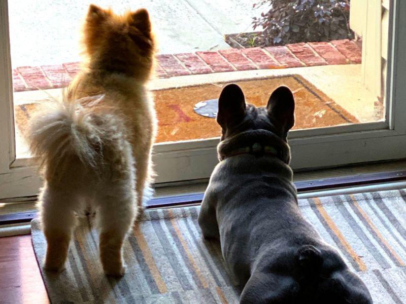My Pomeranian on guard with his brother