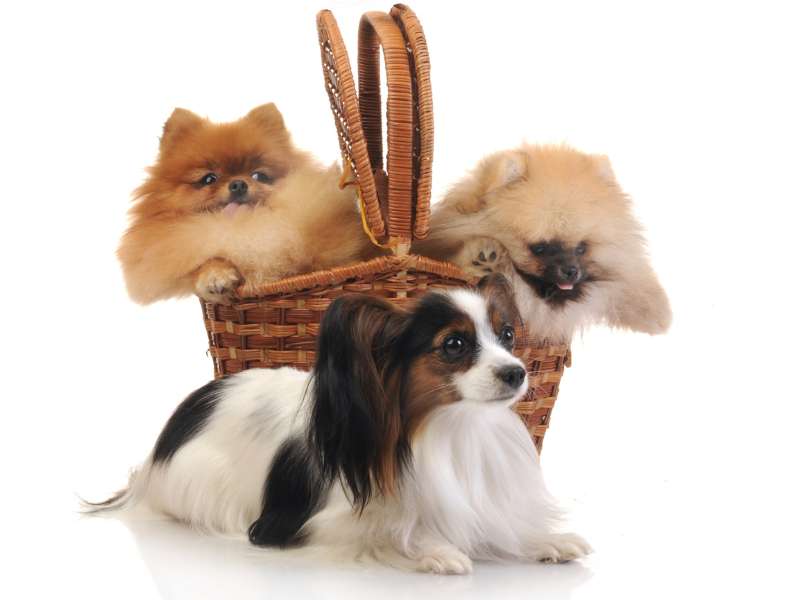 Papillon and 2 pomeranian in the basket