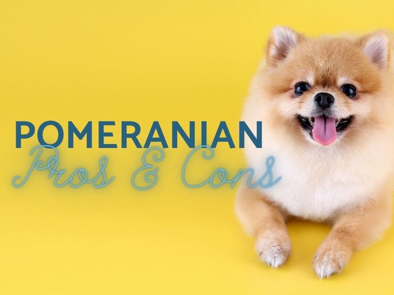Pomeranian Pros and Cons for dog owners