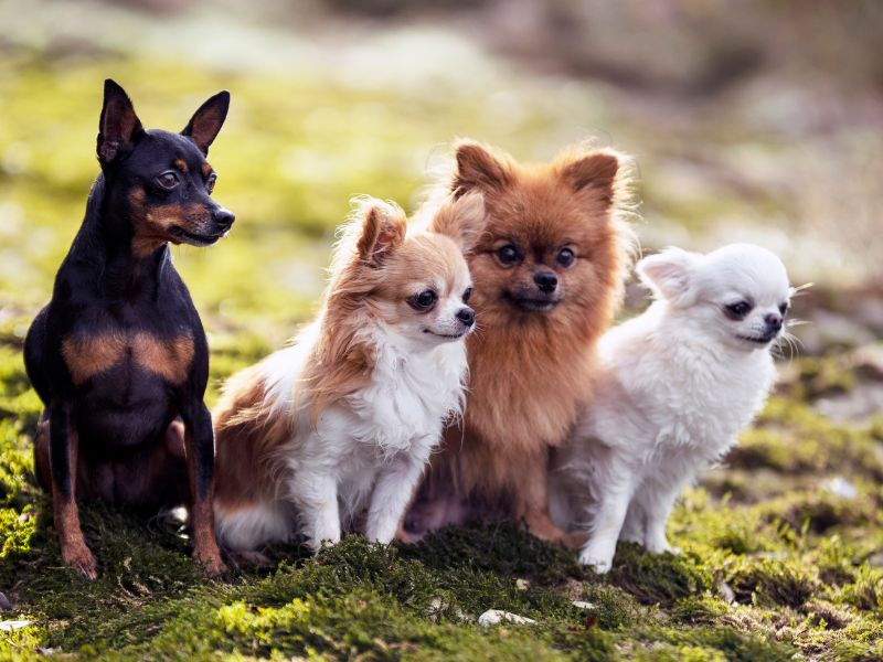 Dogs That Do (& Don’t) Make a Great Match for a pomeranian