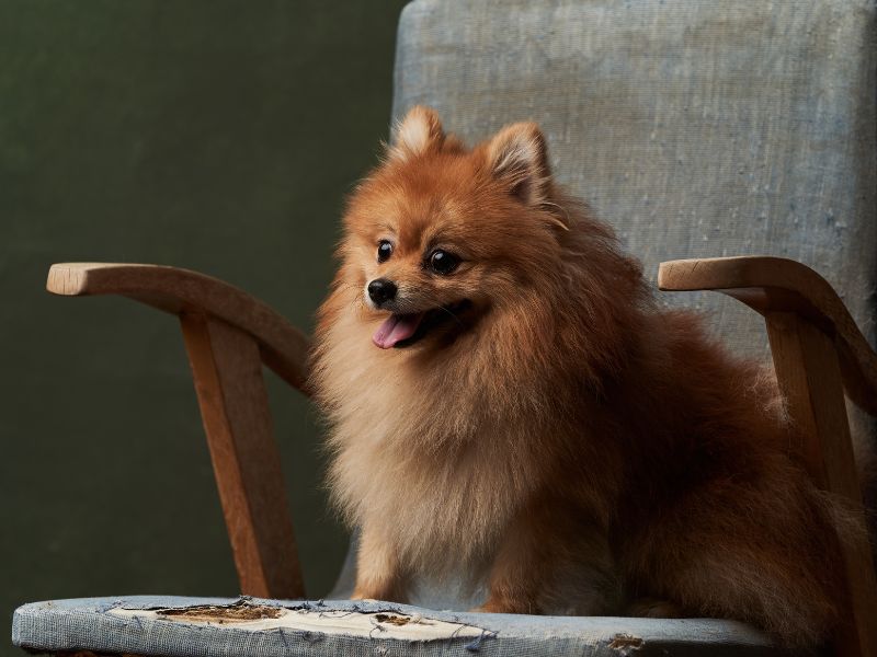 Pomeranian being destructive with a chair