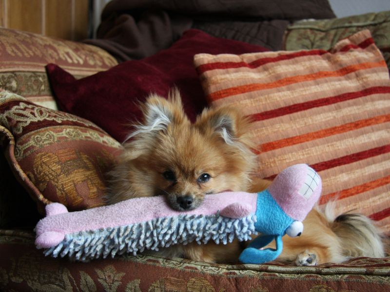 Pomeranian chewing a toy