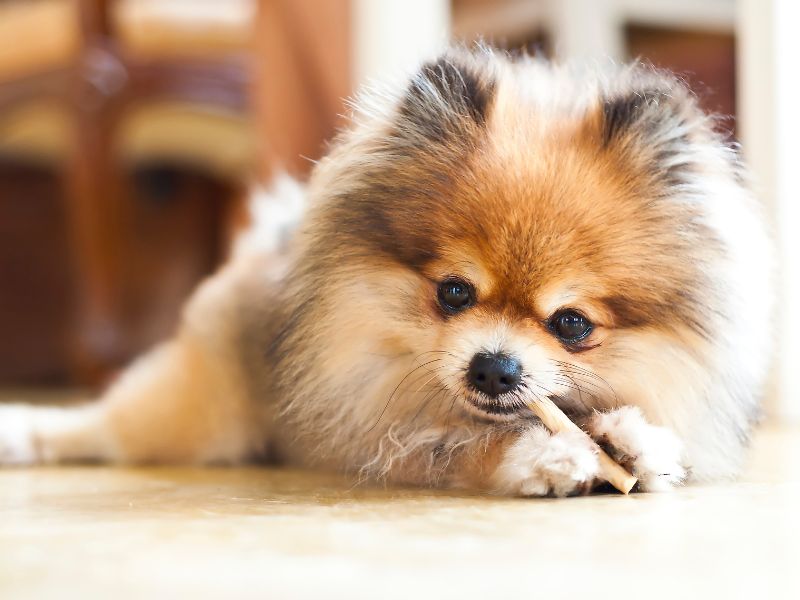 Pomeranian chewing on something she shouldn't be