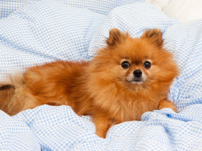 Pomeranian dog in bed