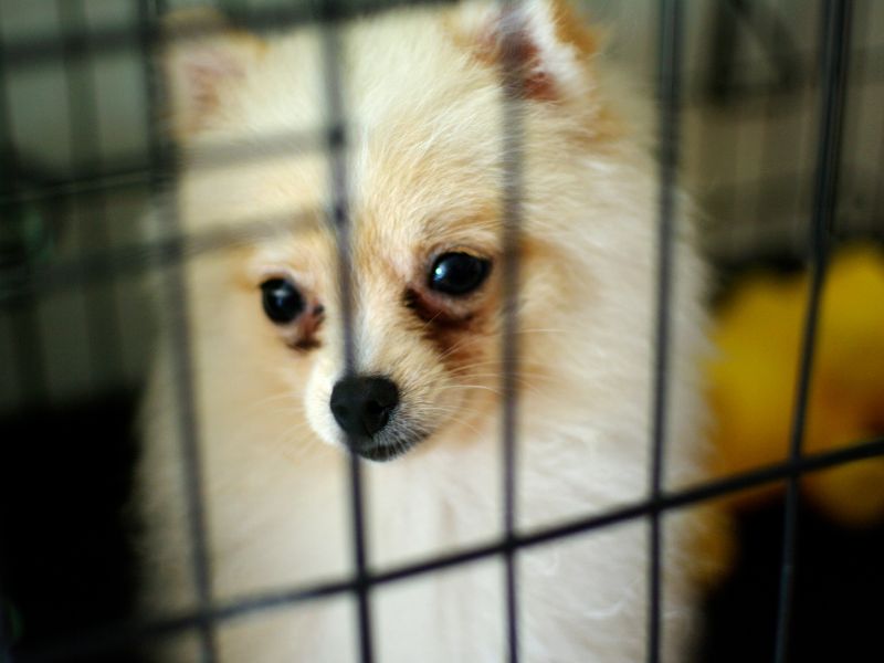 Pomeranian dog inside her crate