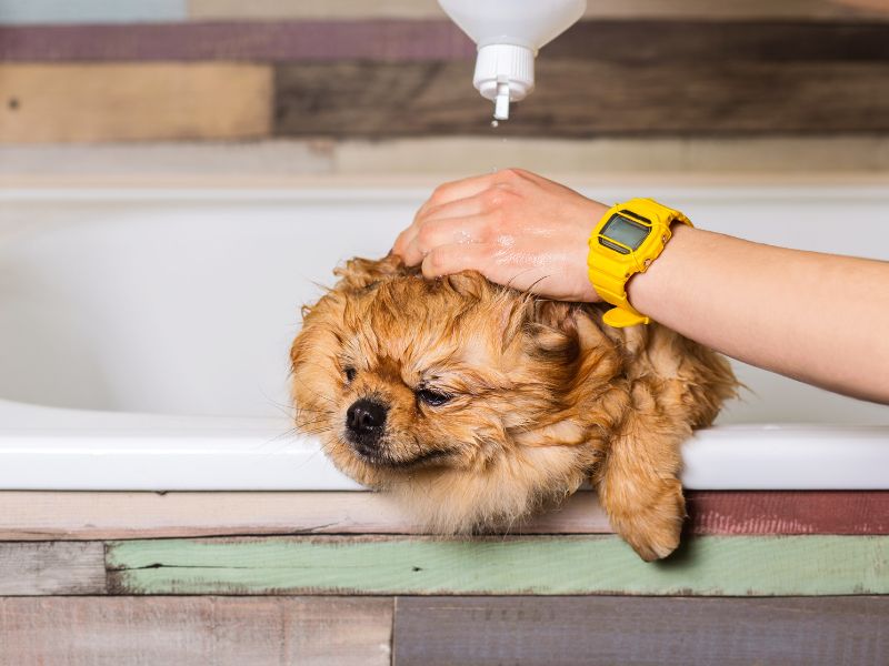 Pomeranian getting washed to help stop it from becoming smelly