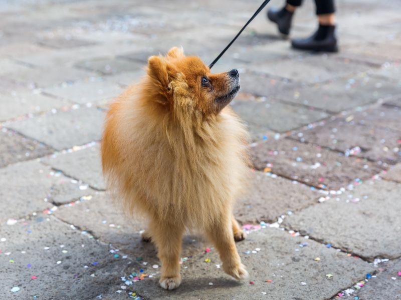 Pomeranian having trouble with being on a leash