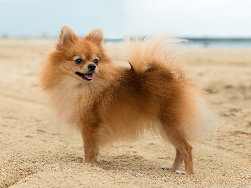 Pomeranian on the beach