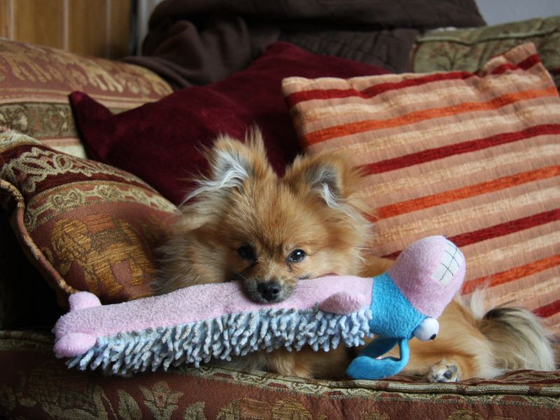 Pomeranian playing with a dog toy