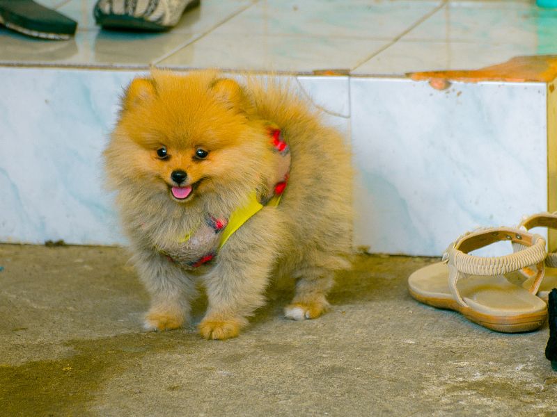 Pomeranian puppy about to eat a sandel