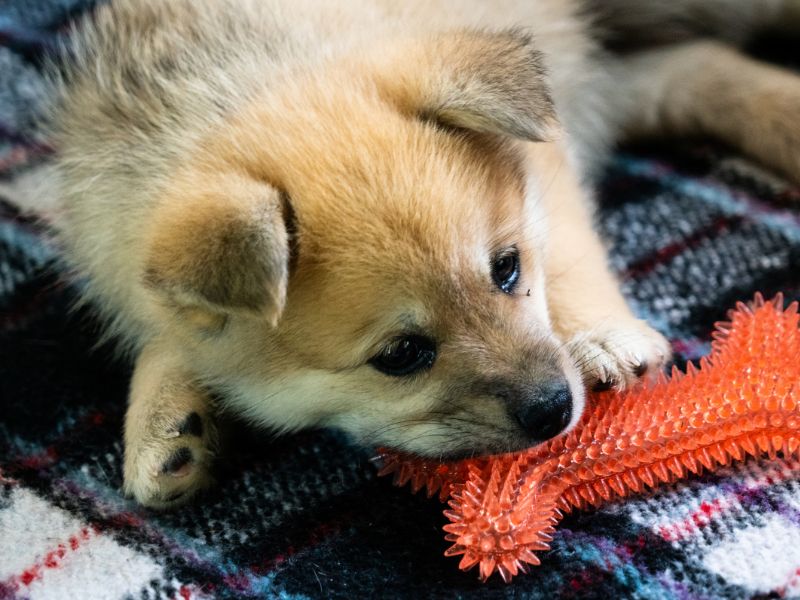 Pomeranian puppy with a dog chew