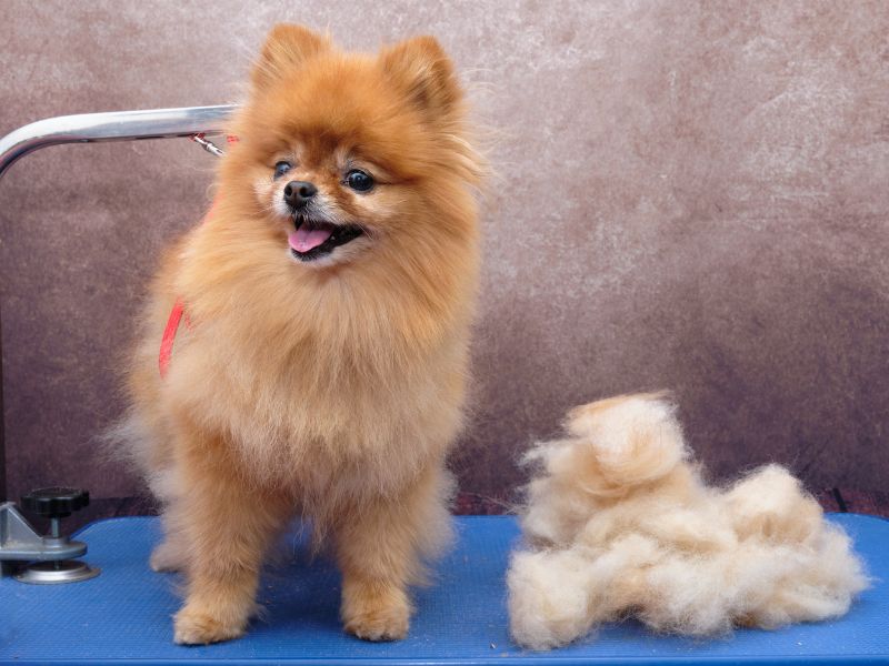 Pomeranian shedding it's fur