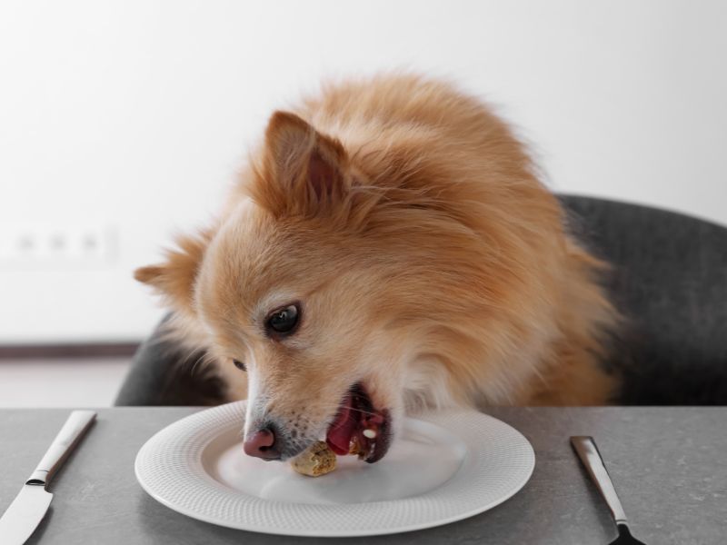 Pomeranian stealing food from the table