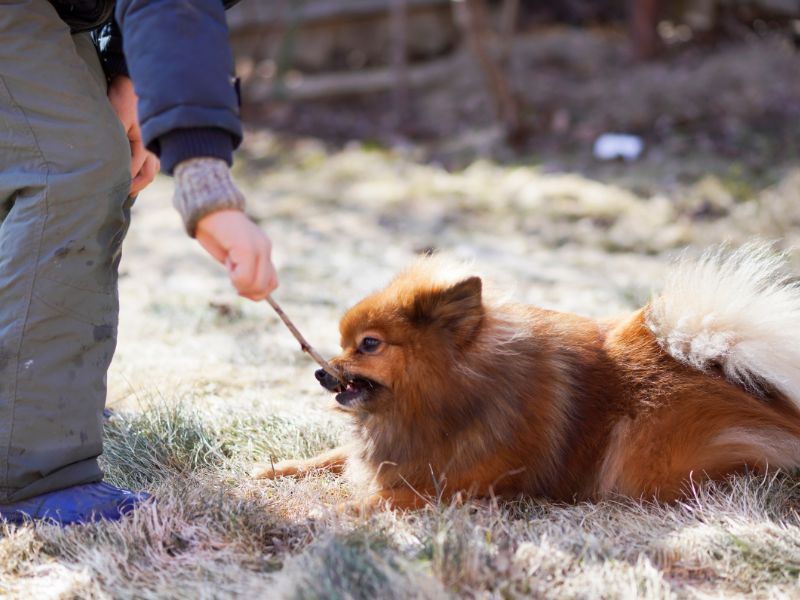 Pomeranian with a stick training